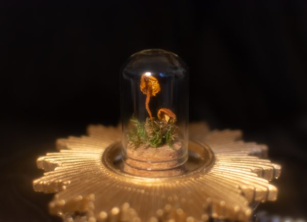 Oddity Mystery Box - Large - Image 8