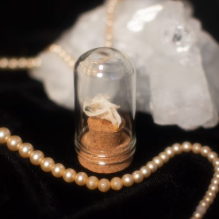 Miniature Vole Skull Terrarium