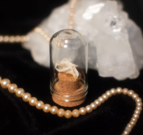Miniature Vole Skull Terrarium