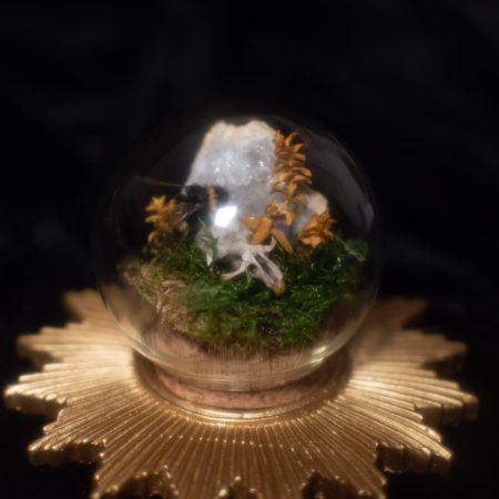 Vole Skull and Bumblebee Terrarium