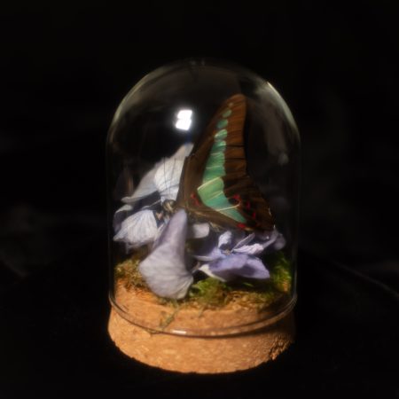 Butterfly and Hydrangea Terrarium