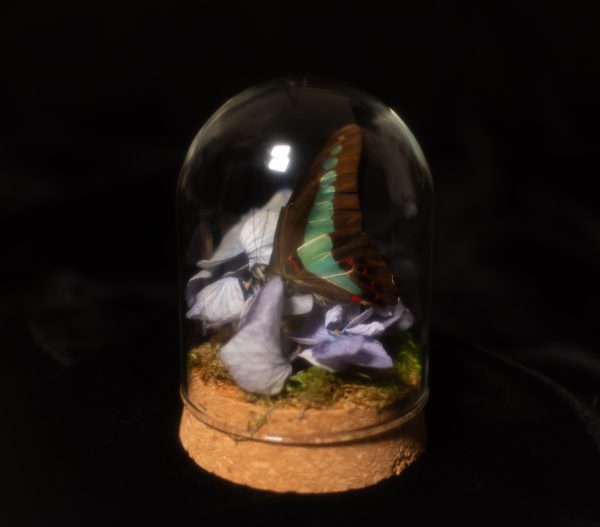 Butterfly and Hydrangea Terrarium