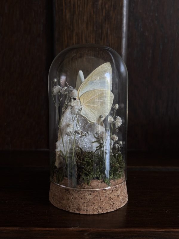 Butterfly Terrarium with Quartz geode