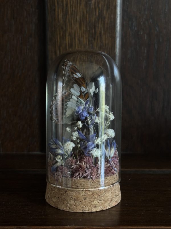 Butterfly Terrarium with Bluebells - Image 2