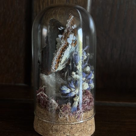 Butterfly Terrarium with Bluebells