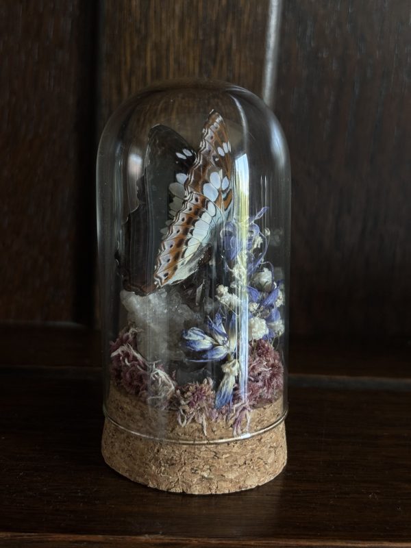 Butterfly Terrarium with Bluebells