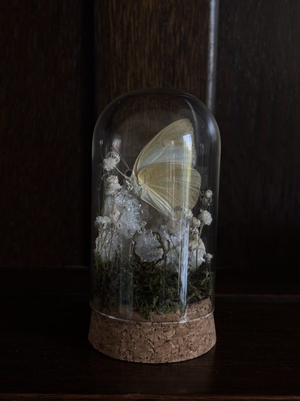 Butterfly Terrarium with Quartz geode - Image 3
