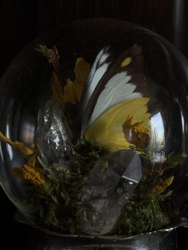 Butterfly Dome on a Vintage Silver Dish - Image 2