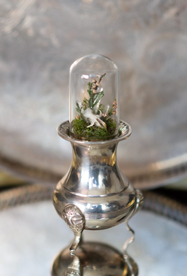 Vole Skull terrarium on a Vintage Silver Dish